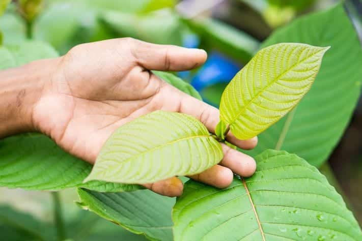 Kratom could help addicts if the DEA doesn't ban it. wholeearthgifts.com