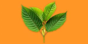 Whole Earth Gifts What is Kratom? wholeearthgifts.com
