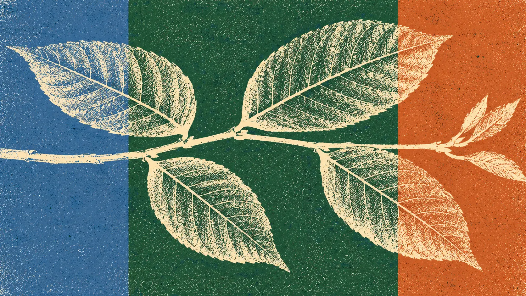 A risograph print of a single kratom branch lying across three vertical color bands, the branch reading clearly against the wide middle band and nearly lost against the two narrow outer bands.